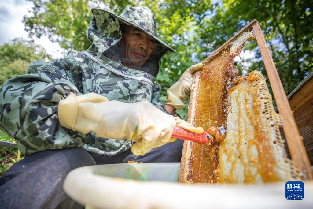 奥马皇冠